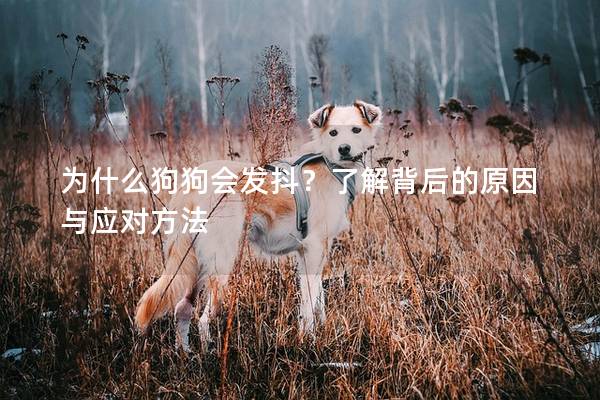 为什么狗狗会发抖？了解背后的原因与应对方法