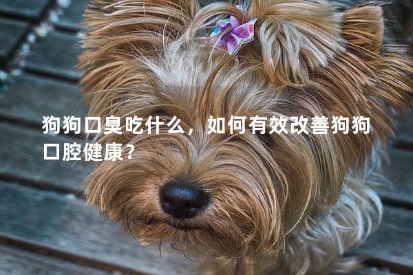 狗狗口臭吃什么，如何有效改善狗狗口腔健康？