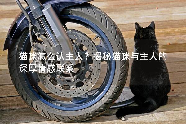 猫咪怎么认主人？揭秘猫咪与主人的深厚情感联系