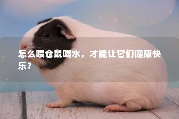 怎么喂仓鼠喝水，才能让它们健康快乐？
