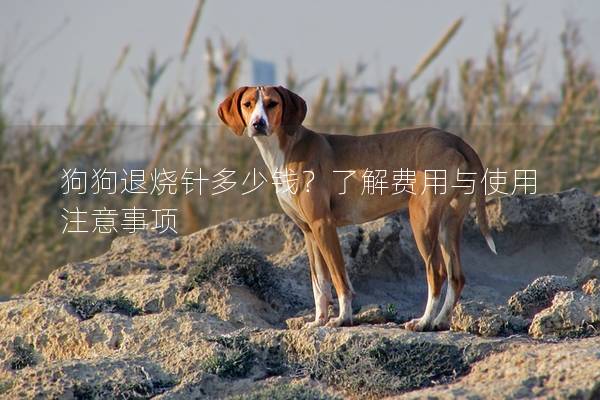 狗狗退烧针多少钱？了解费用与使用注意事项