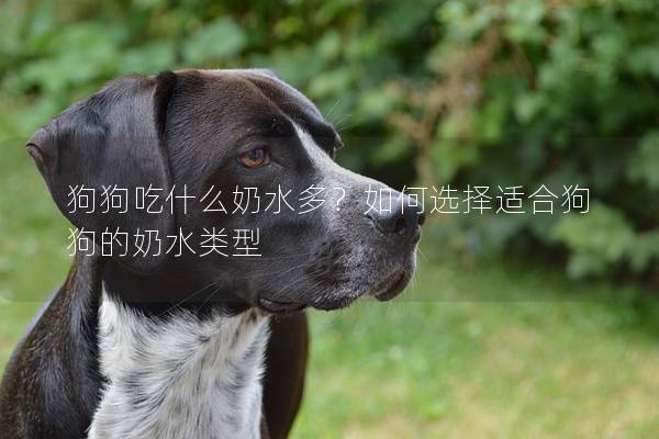 狗狗吃什么奶水多？如何选择适合狗狗的奶水类型