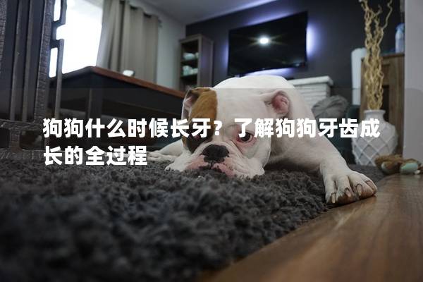 狗狗什么时候长牙？了解狗狗牙齿成长的全过程