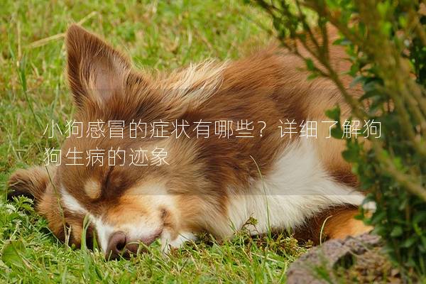 小狗感冒的症状有哪些?详细了解狗狗生病的迹象 小狗感冒的症状有哪些?详细了解狗狗生病的迹象