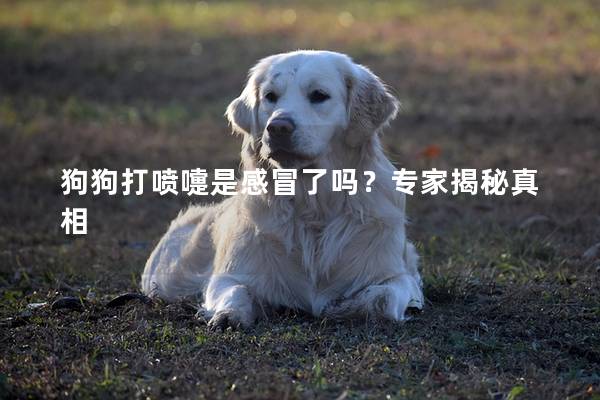 狗狗打喷嚏是感冒了吗?专家揭秘真相 狗狗打喷嚏是感冒了吗?专家揭秘真相