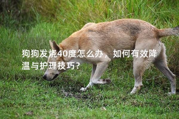 狗狗发烧40度怎么办，如何有效降温与护理技巧？