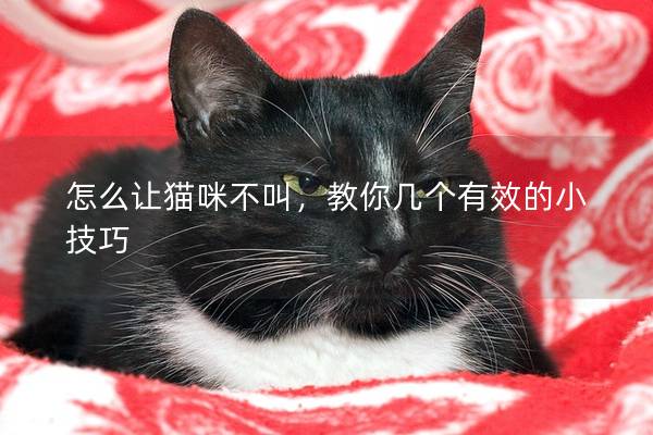 怎么让猫咪不叫，教你几个有效的小技巧