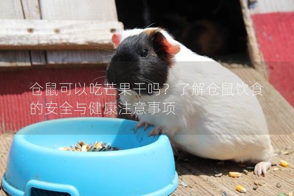 仓鼠可以吃芒果干吗？了解仓鼠饮食的安全与健康注意事项