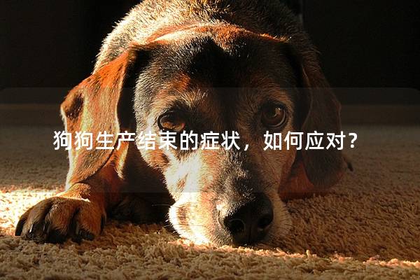 狗狗生产结束的症状，如何应对？