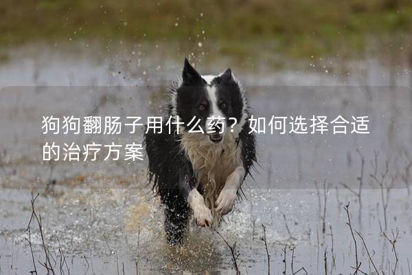 狗狗翻肠子用什么药？如何选择合适的治疗方案