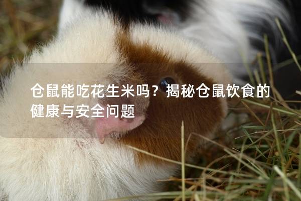 仓鼠能吃花生米吗？揭秘仓鼠饮食的健康与安全问题
