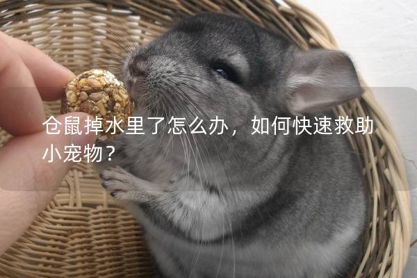 仓鼠掉水里了怎么办，如何快速救助小宠物？
