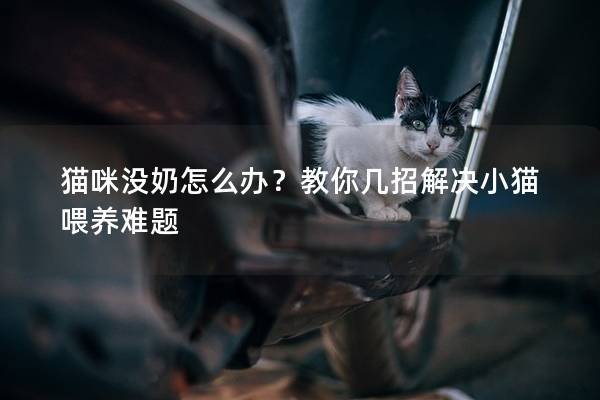 猫咪没奶怎么办？教你几招解决小猫喂养难题