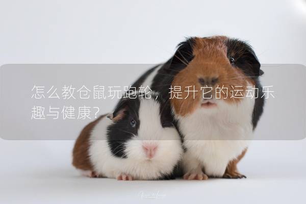 怎么教仓鼠玩跑轮，提升它的运动乐趣与健康？