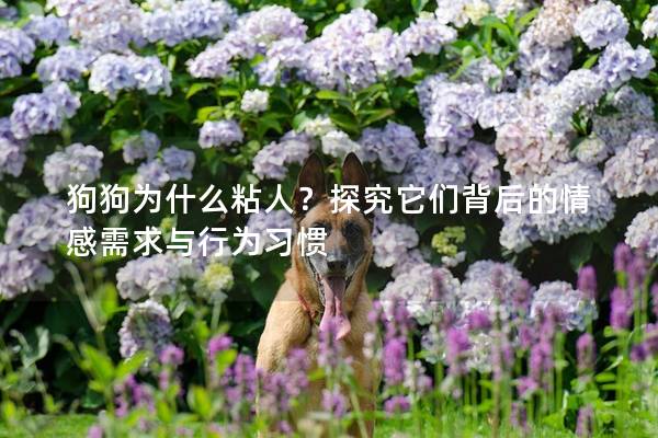 狗狗为什么粘人？探究它们背后的情感需求与行为习惯