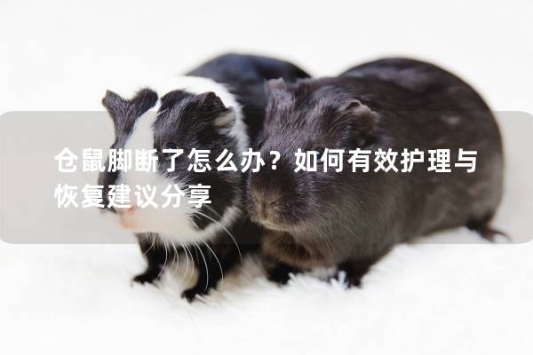 仓鼠脚断了怎么办?如何有效护理与恢复建议分享 仓鼠脚断了怎么办?如何有效护理与恢复建议分享