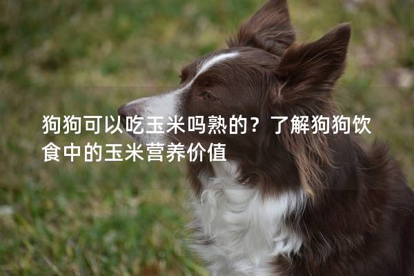 狗狗可以吃玉米吗熟的？了解狗狗饮食中的玉米营养价值