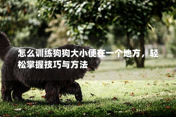怎么训练狗狗大小便在一个地方，轻松掌握技巧与方法