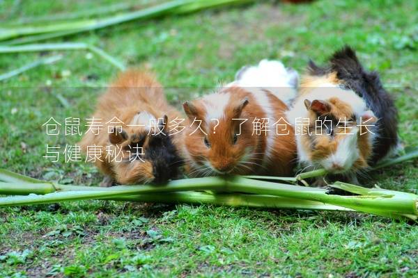 仓鼠寿命一般多久？了解仓鼠的生长与健康秘诀