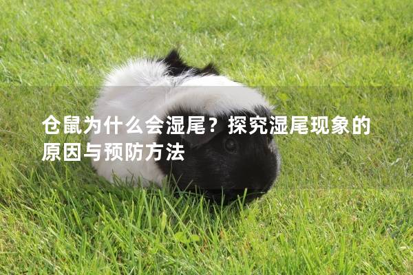 仓鼠为什么会湿尾？探究湿尾现象的原因与预防方法