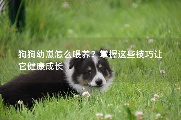 狗狗幼崽怎么喂养？掌握这些技巧让它健康成长