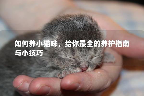 如何养小猫咪，给你最全的养护指南与小技巧