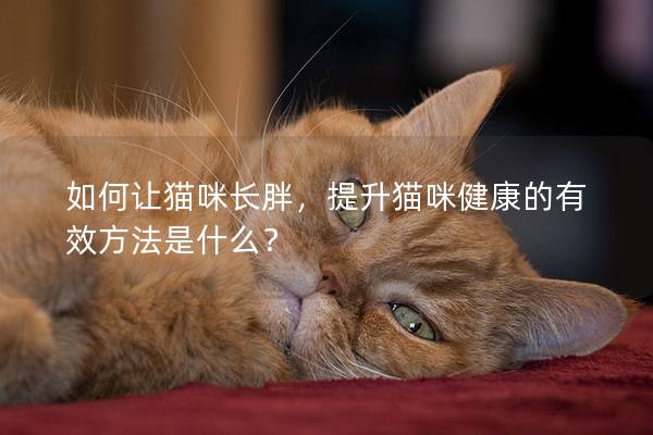 如何让猫咪长胖，提升猫咪健康的有效方法是什么？