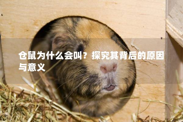仓鼠为什么会叫?探究其背后的原因与意义 仓鼠为什么会叫?探究其背后的原因与意义