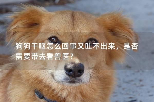 狗狗干呕怎么回事又吐不出来，是否需要带去看兽医？