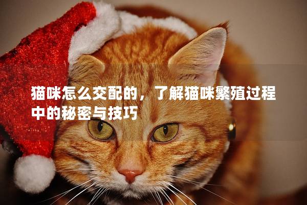 猫咪怎么交配的，了解猫咪繁殖过程中的秘密与技巧