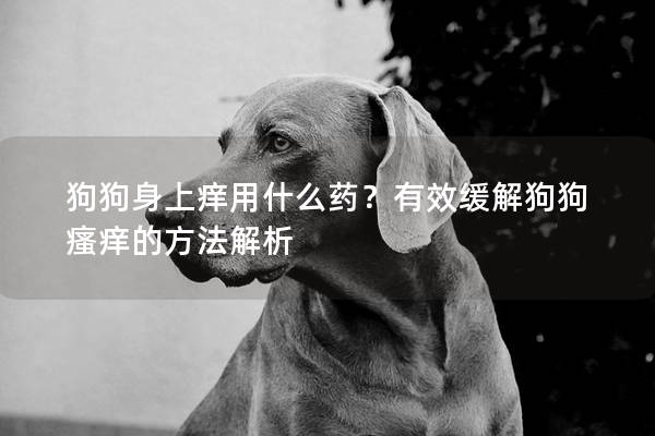 狗狗身上痒用什么药？有效缓解狗狗瘙痒的方法解析