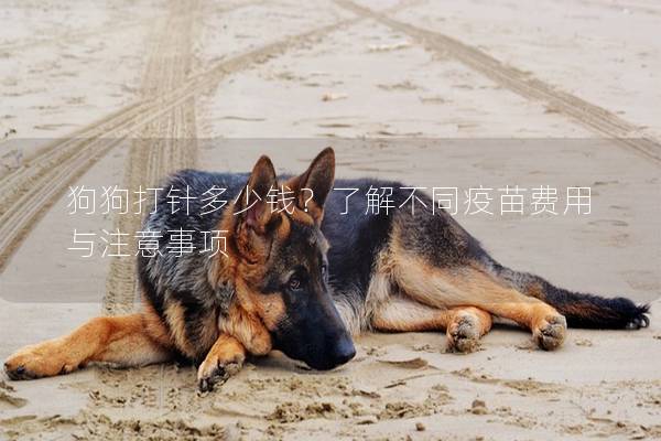 狗狗打针多少钱?了解不同疫苗费用与注意事项 狗狗打针多少钱?了解不同疫苗费用与注意事项