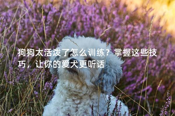 狗狗太活泼了怎么训练?掌握这些技巧,让你的爱犬更听话 狗狗太活泼了怎么训练?掌握这些技巧,让你的爱犬更听话