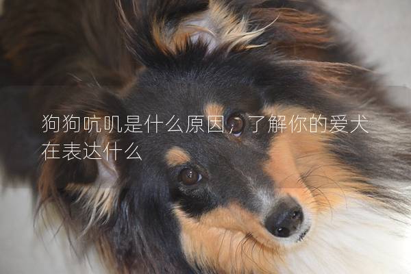 狗狗吭叽是什么原因，了解你的爱犬在表达什么