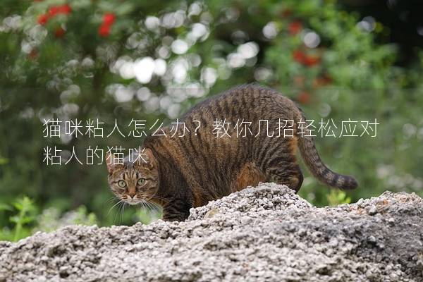 猫咪粘人怎么办？教你几招轻松应对粘人的猫咪