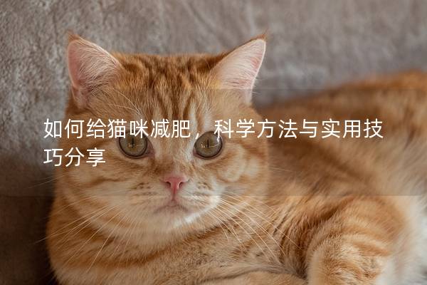 如何给猫咪减肥，科学方法与实用技巧分享
