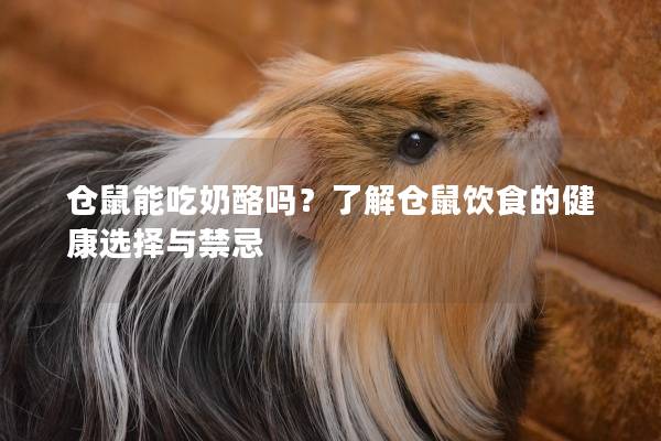 仓鼠能吃奶酪吗？了解仓鼠饮食的健康选择与禁忌