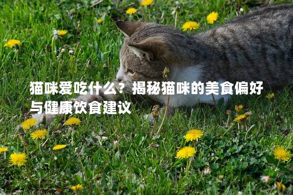猫咪爱吃什么？揭秘猫咪的美食偏好与健康饮食建议