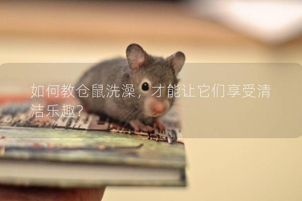 如何教仓鼠洗澡,才能让它们享受清洁乐趣? 如何教仓鼠洗澡,才能让它们享受清洁乐趣?