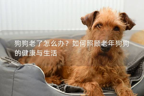 狗狗老了怎么办？如何照顾老年狗狗的健康与生活