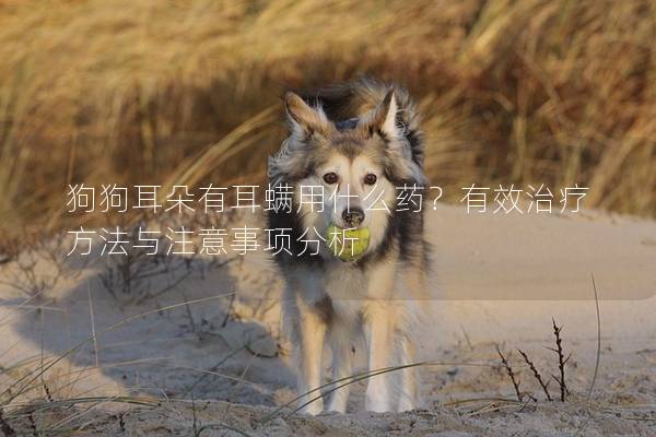 狗狗耳朵有耳螨用什么药？有效治疗方法与注意事项分析