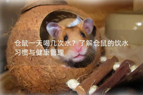 仓鼠一天喝几次水？了解仓鼠的饮水习惯与健康管理