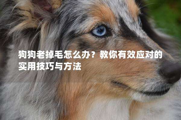 狗狗老掉毛怎么办？教你有效应对的实用技巧与方法