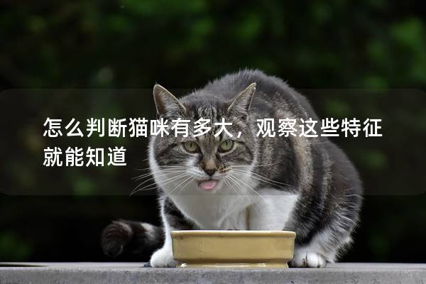 怎么判断猫咪有多大,观察这些特征就能知道 怎么判断猫咪有多大,观察这些特征就能知道