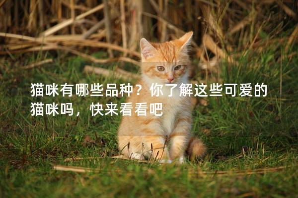 猫咪有哪些品种？你了解这些可爱的猫咪吗，快来看看吧