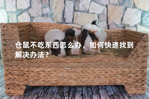 仓鼠不吃东西怎么办，如何快速找到解决办法？