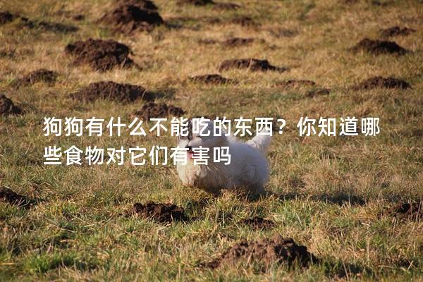 狗狗有什么不能吃的东西？你知道哪些食物对它们有害吗