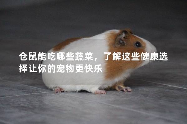 仓鼠能吃哪些蔬菜，了解这些健康选择让你的宠物更快乐