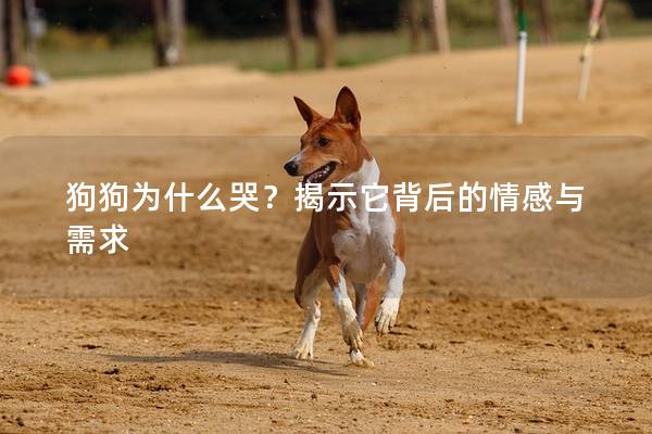 狗狗为什么哭?揭示它背后的情感与需求 狗狗为什么哭?揭示它背后的情感与需求