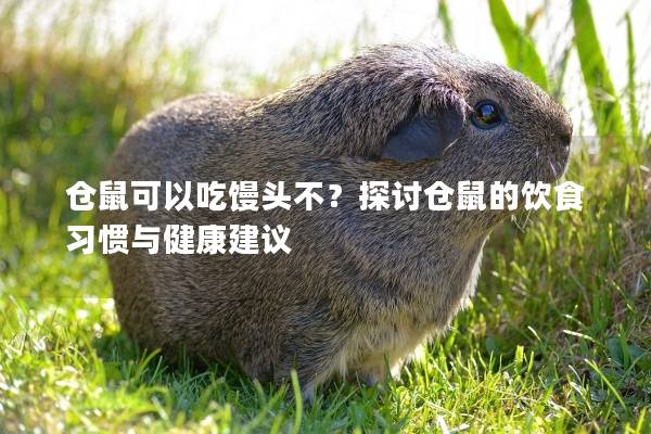 仓鼠可以吃馒头不？探讨仓鼠的饮食习惯与健康建议